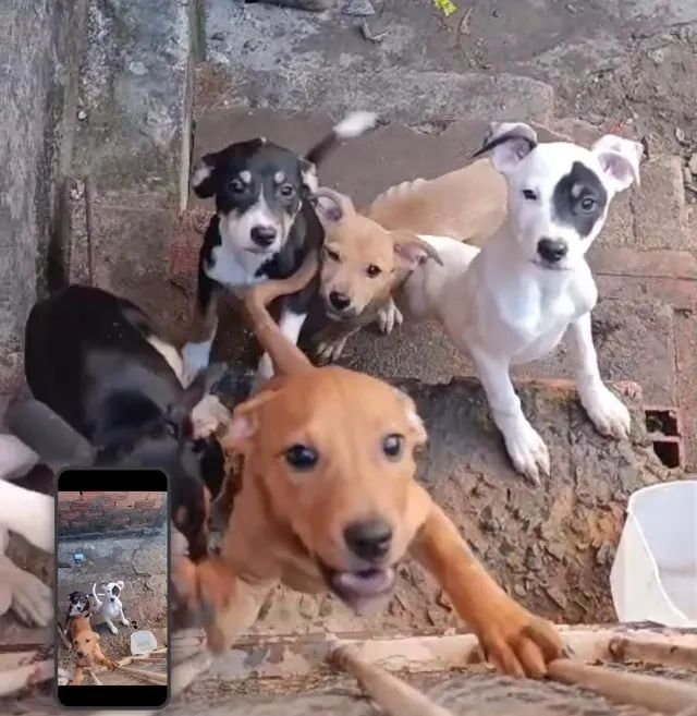 Filhotes de cachorro - Foto 2