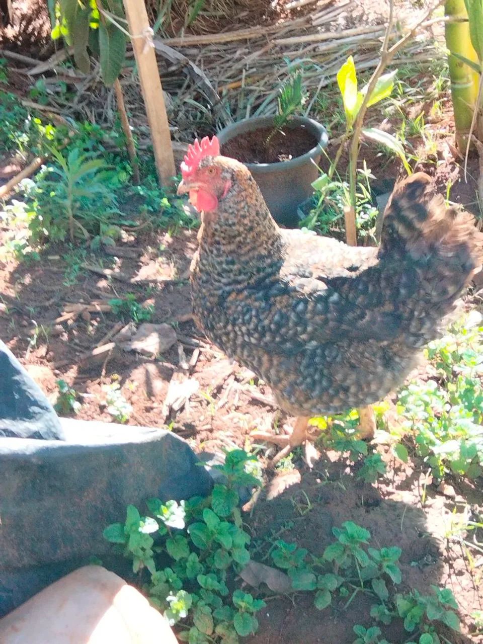 Galinhas carijó  - Foto 2