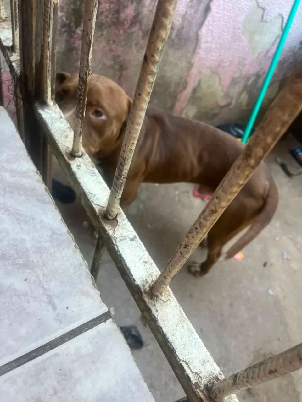 Doa-se cachorro 