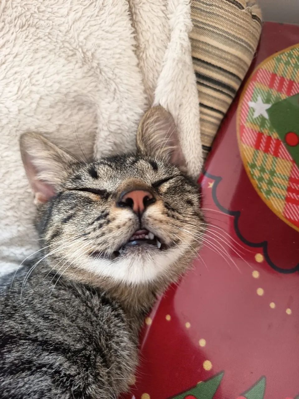 Gatinho para adoção solidária - Foto 2