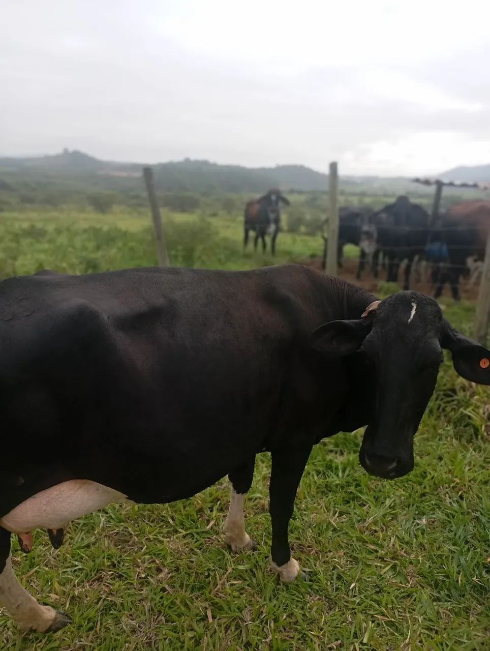 Vacas leiteiras  - Foto 2