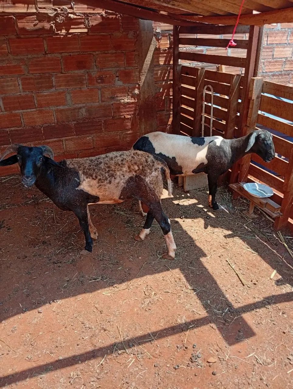 Ovelha - Foto 5