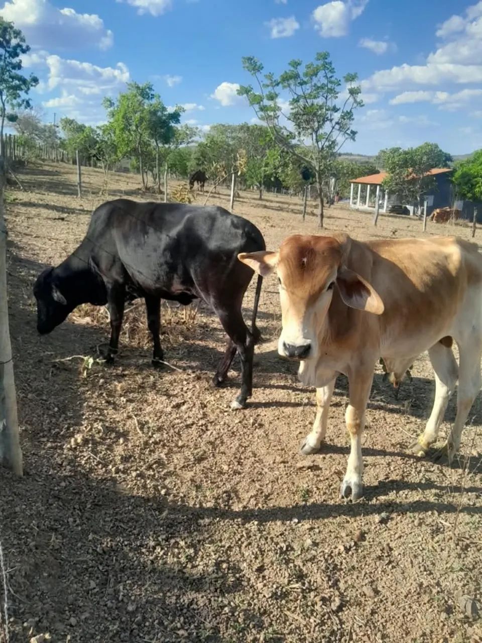 Vaca - Foto 3