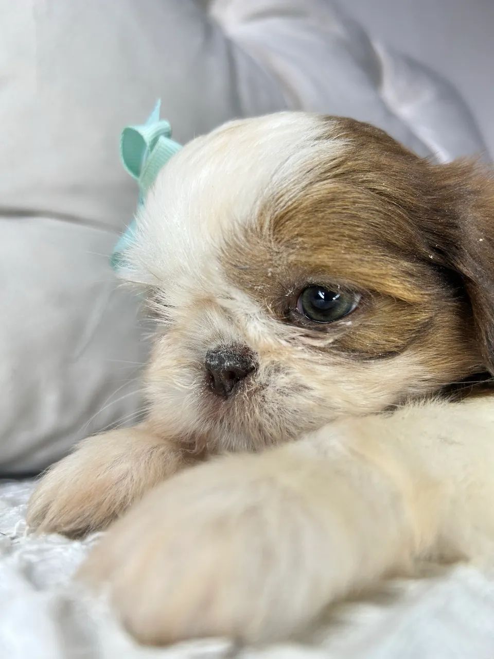 Shihtzu  - Foto 2