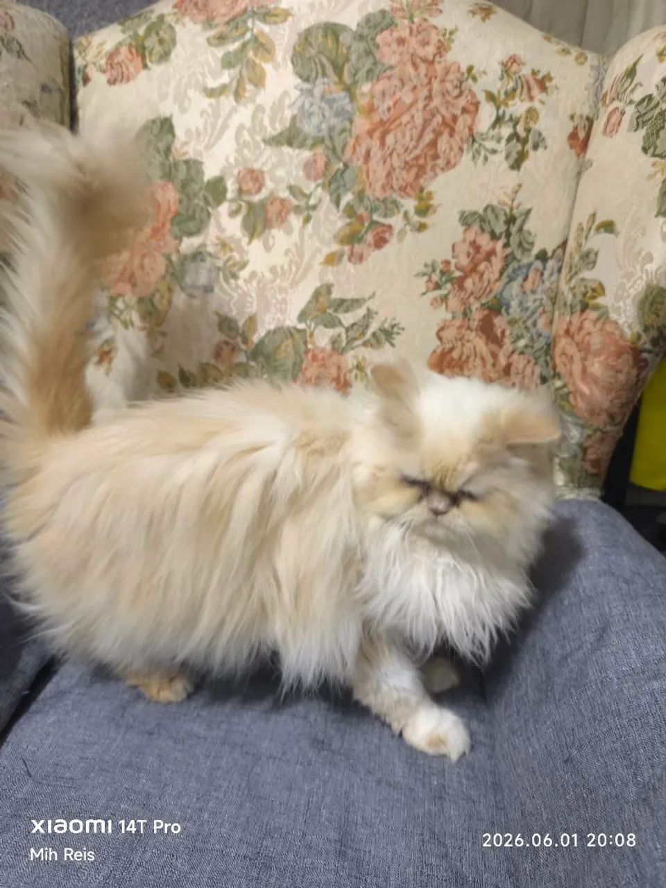 Gata persa  - Foto 2