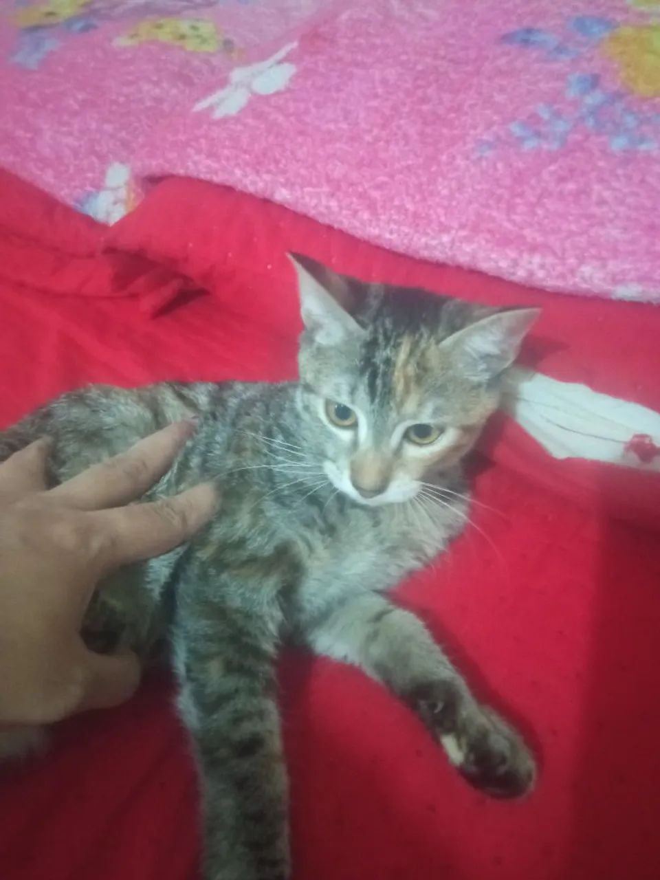 Doa gata  - Foto 2