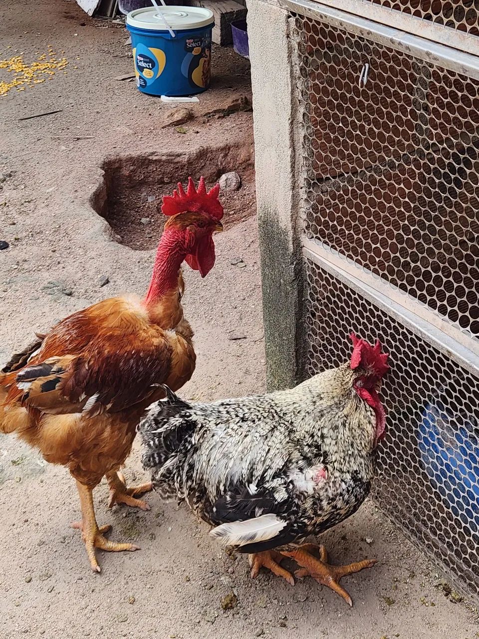 ? Vendo galos e galinha caipiras - vendo separado - Foto 2