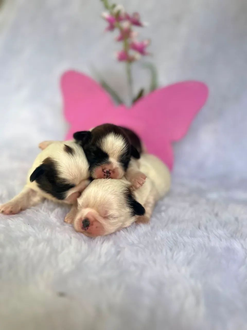 Shih Tzu  - Foto 4