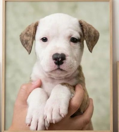 FILHOTES DE PITBULL  - Foto 3