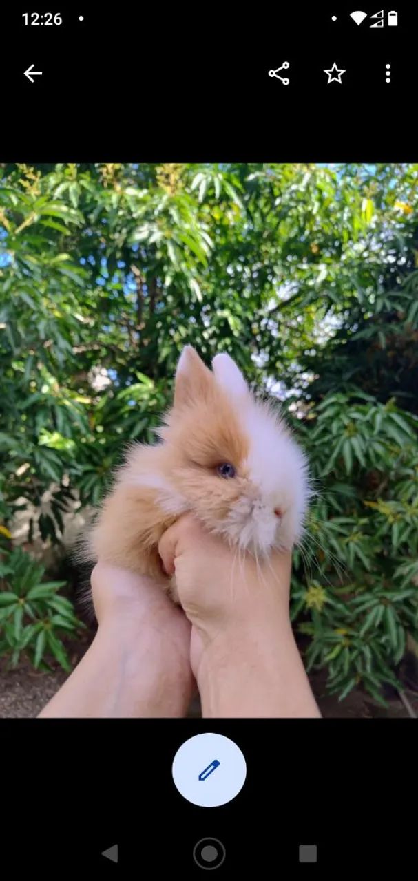 COELHO MINI LION