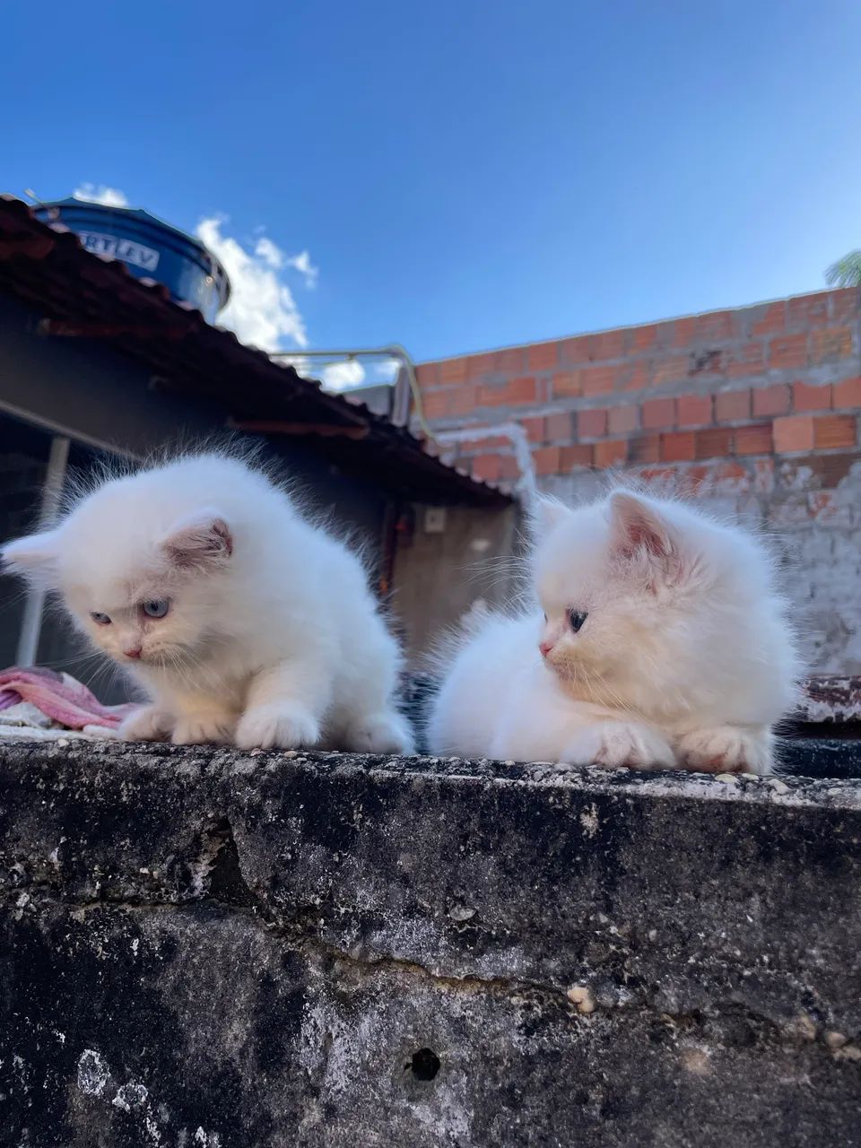 Gato Persa  - Foto 2
