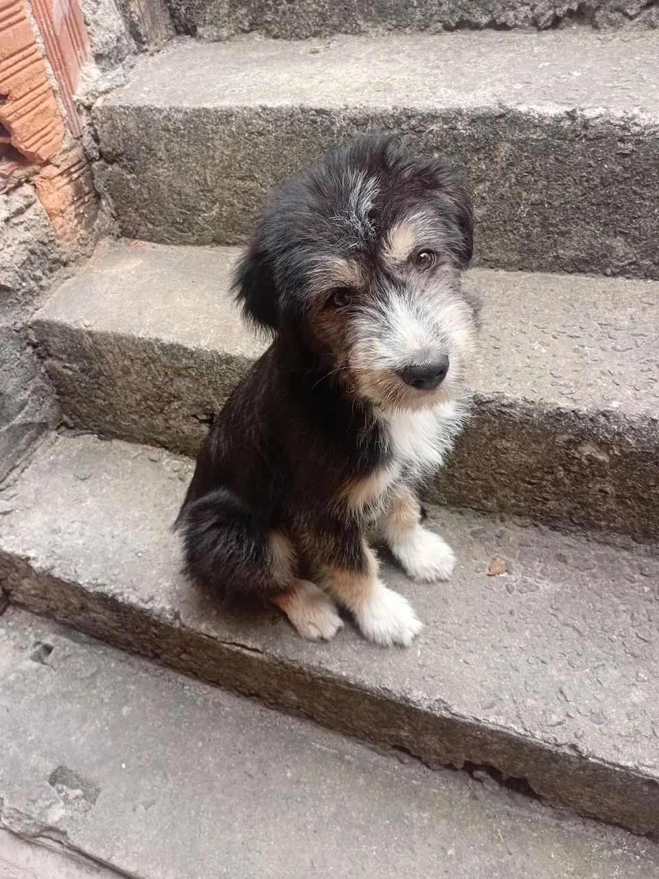 CACHORRO - Foto 2