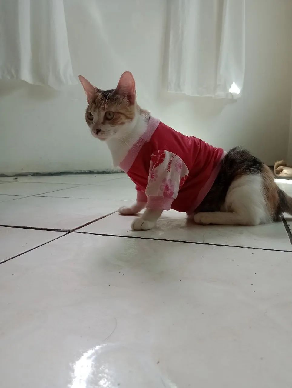 Adoção responsável  - Foto 4