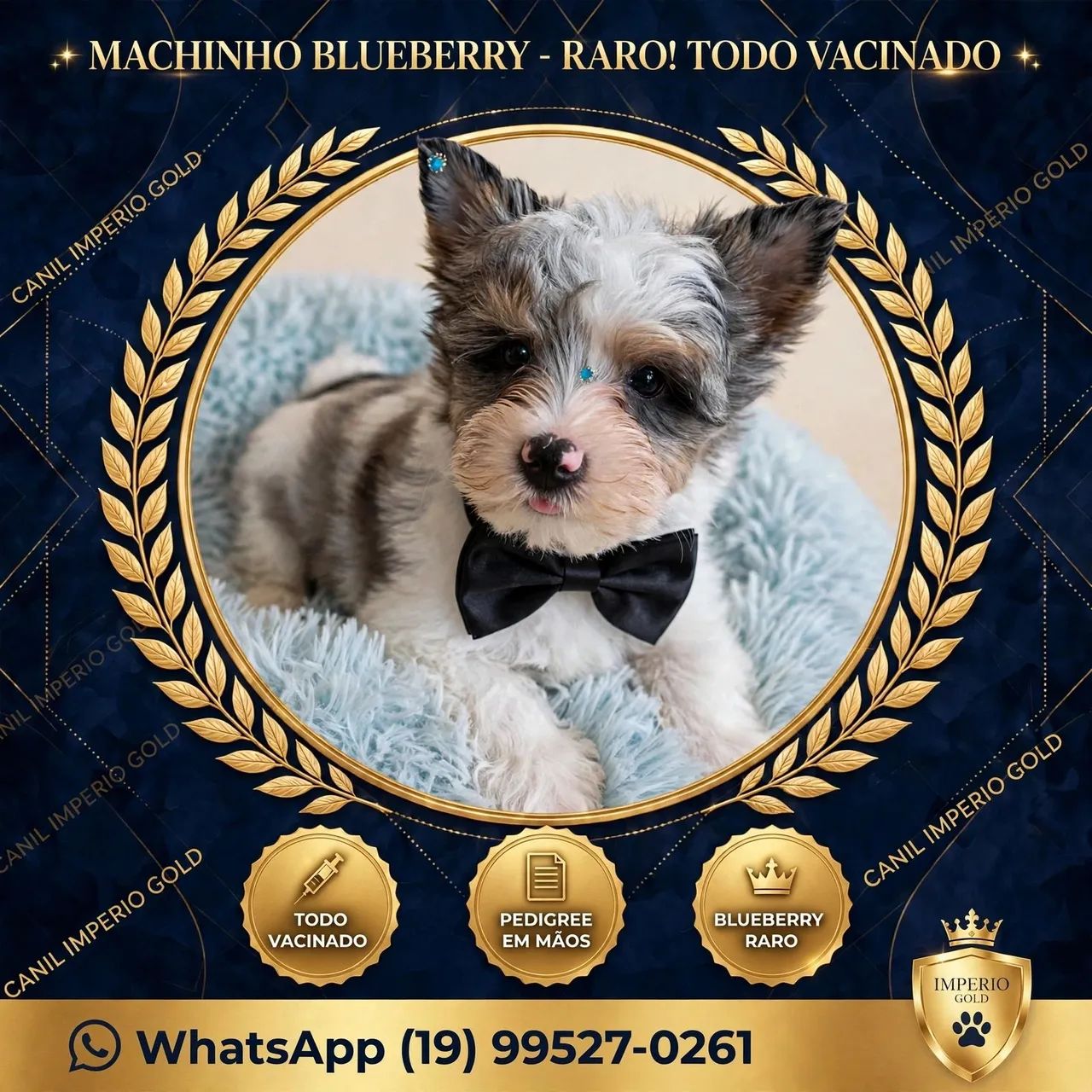 Yorkshire terrier varias cores - Foto 4
