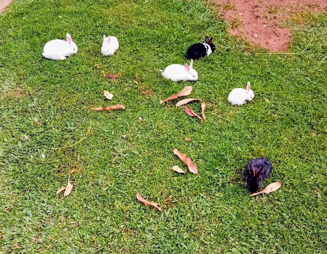 Coelhinhos saudáveis! ? - Foto 3