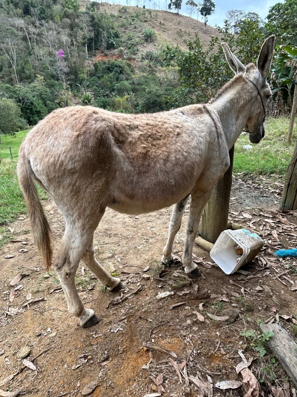 Jumenta pega  - Foto 2