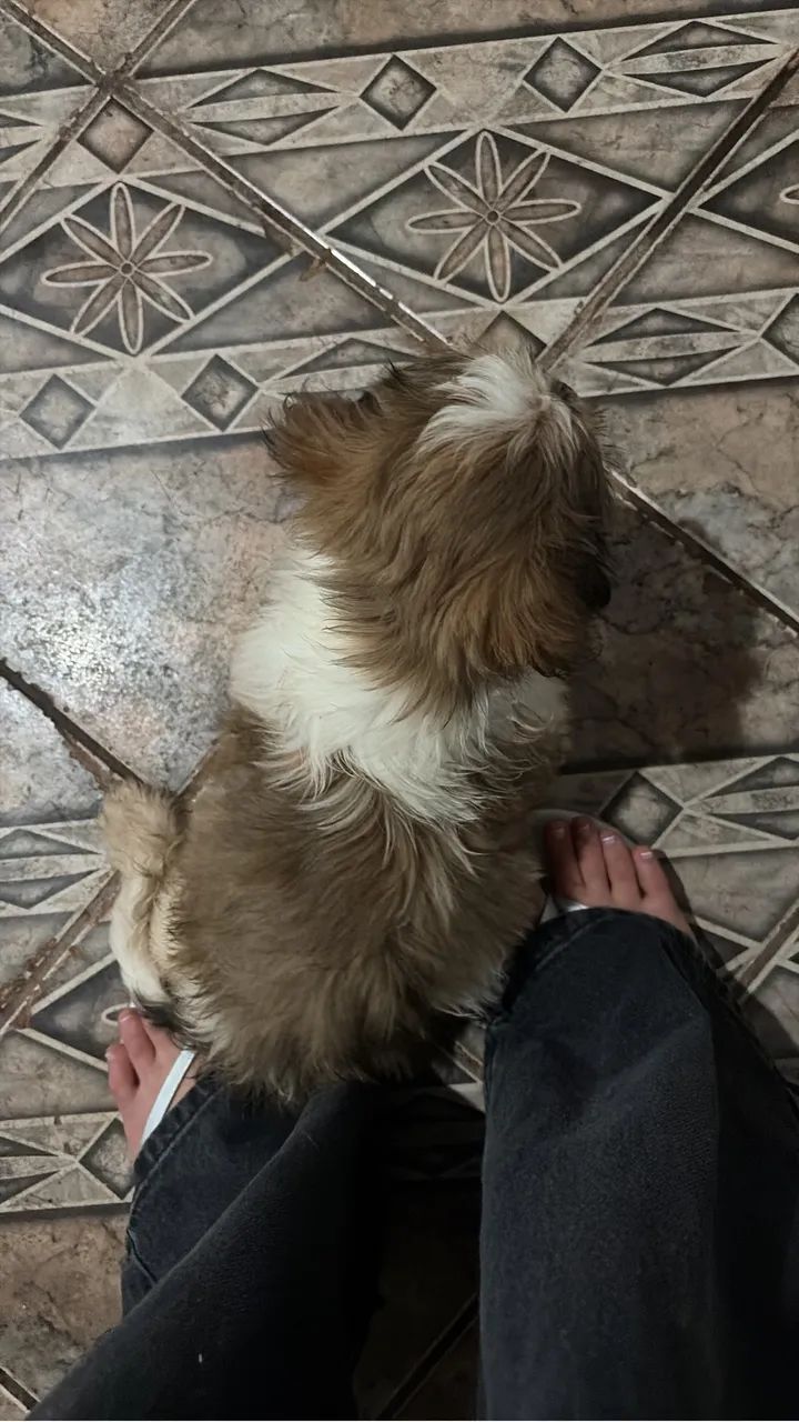Vendo shitzu macho (pintadinho ou marronzinho com a cara preta) - Foto 3