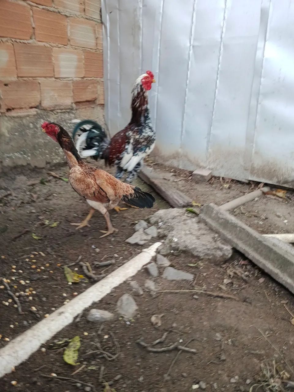 Galinha 