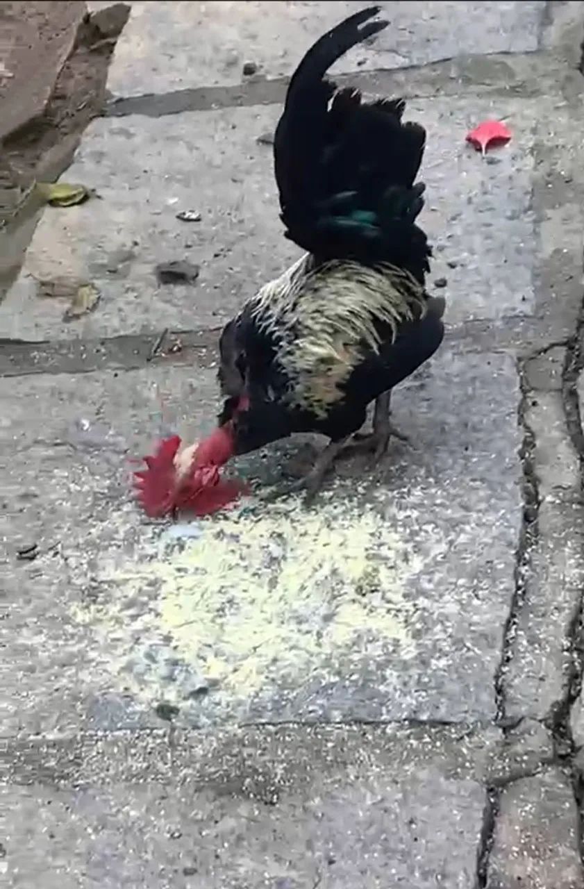 Frango garnize  - Foto 2