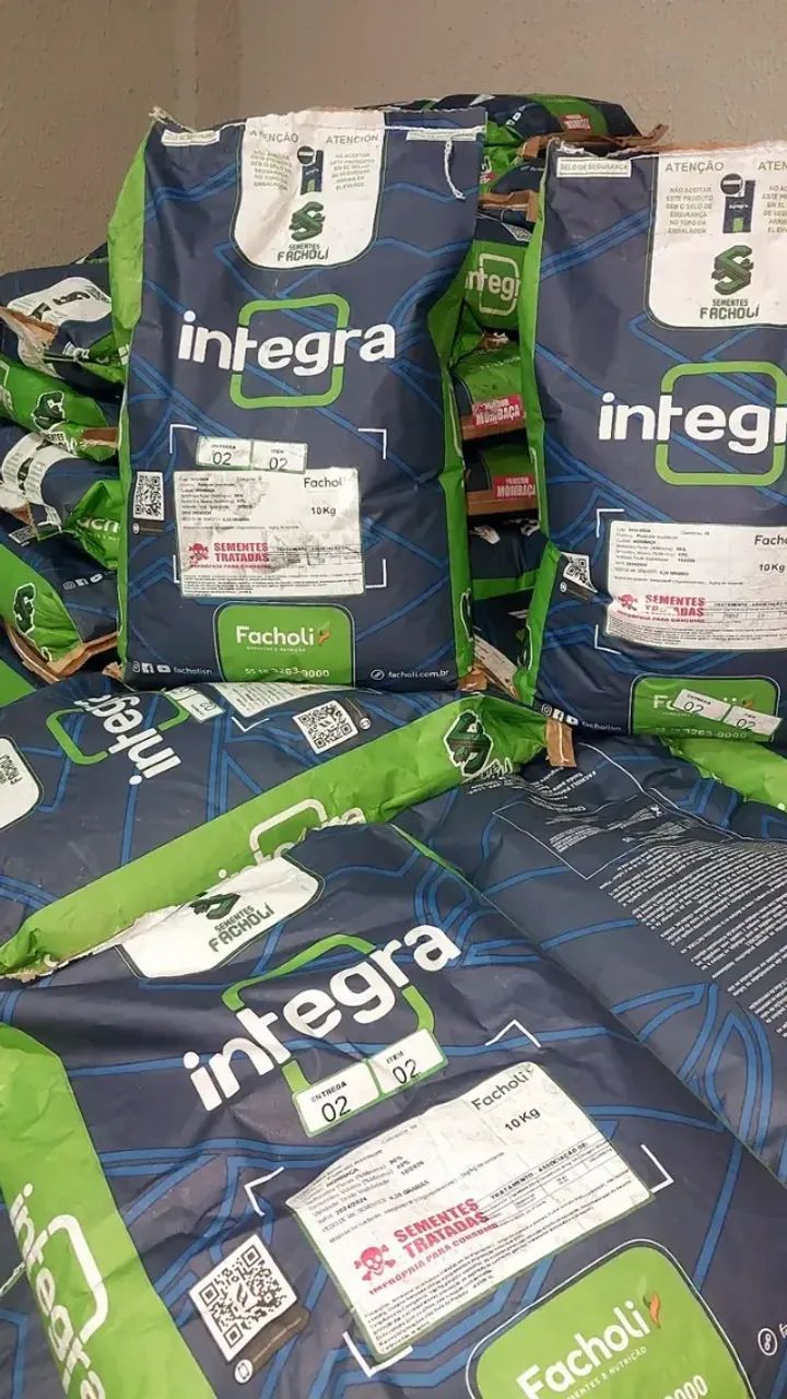 Semente de Mombaça 10kg revestida Facholli (Safra Nova) - Foto 2