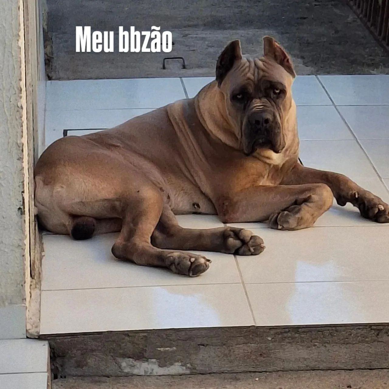 Cane corso disponível para cobertura  - Foto 5