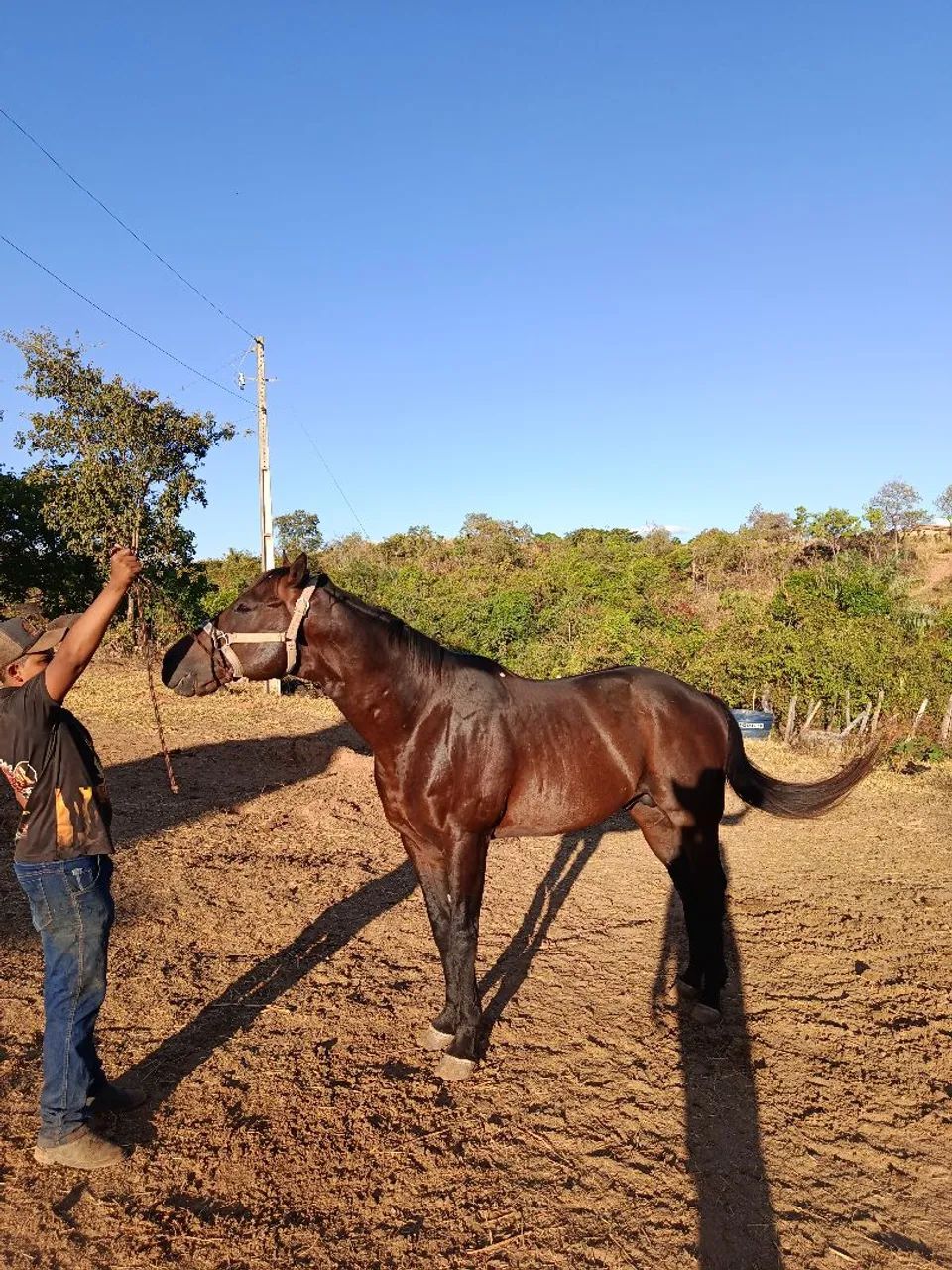 vendo lindo garanhão  - Foto 4