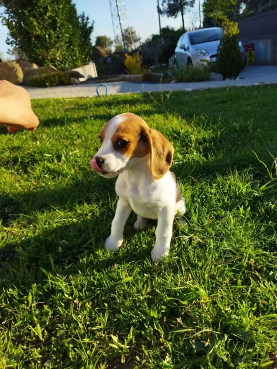 Beagle de 13 Polegadas: Pequeno no Porte, Grande no Carisma