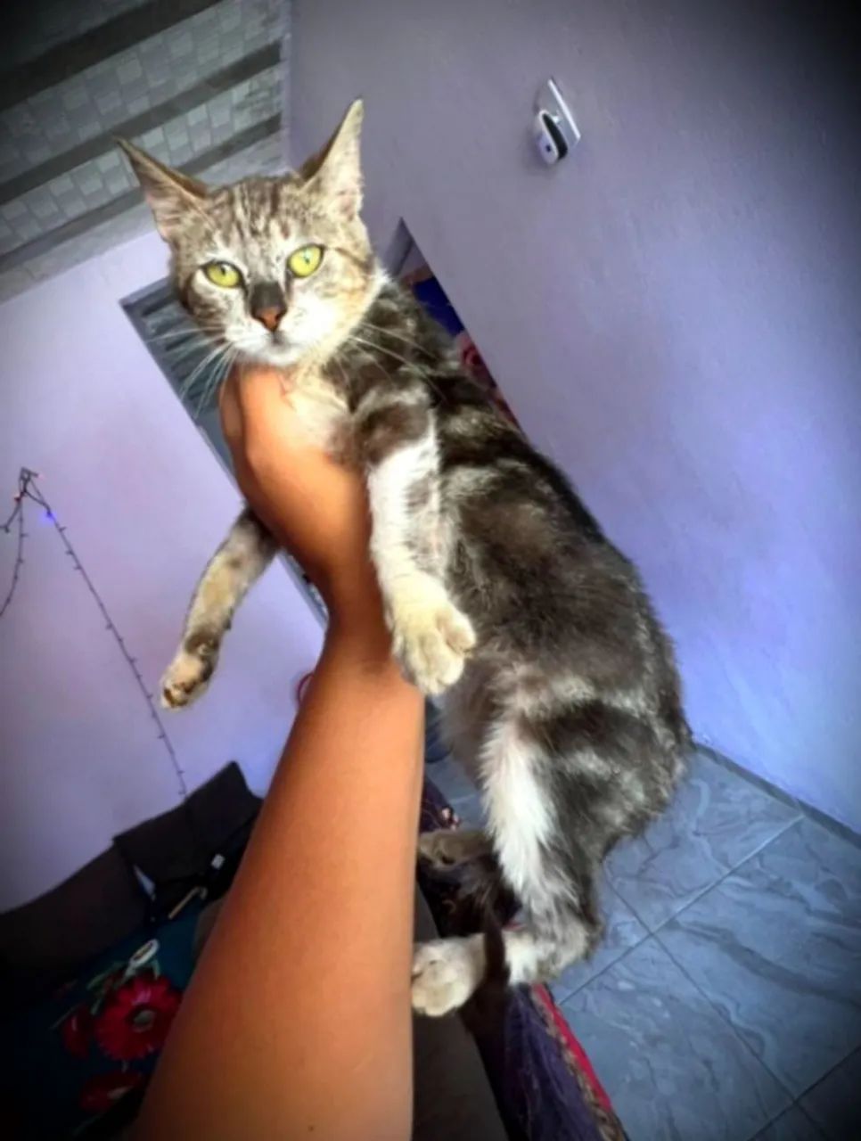  Doação Gatinhos Maine coon - Foto 4