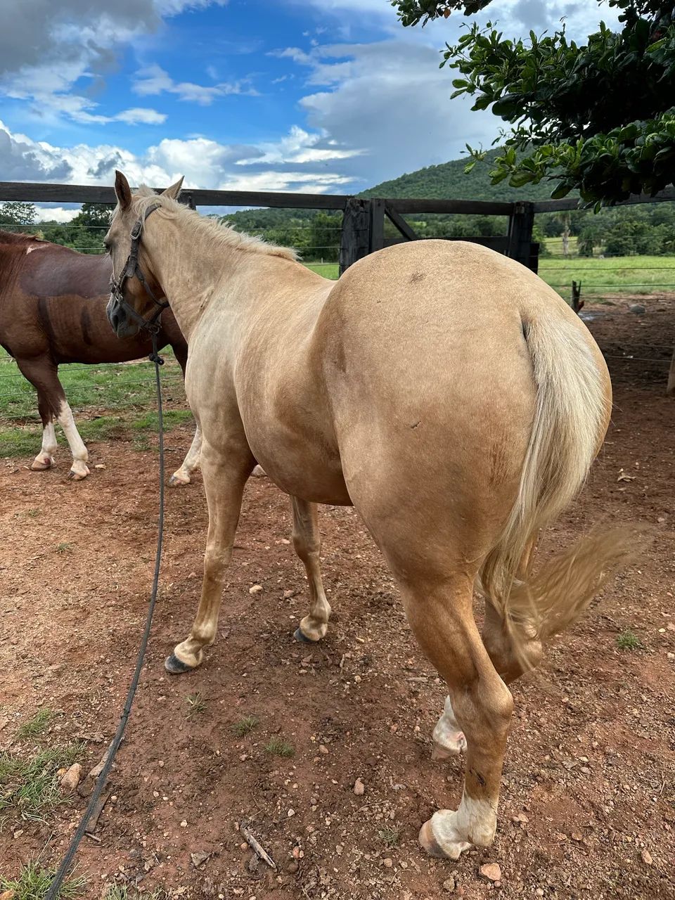 Cavalo Quarto de Milha - Foto 3