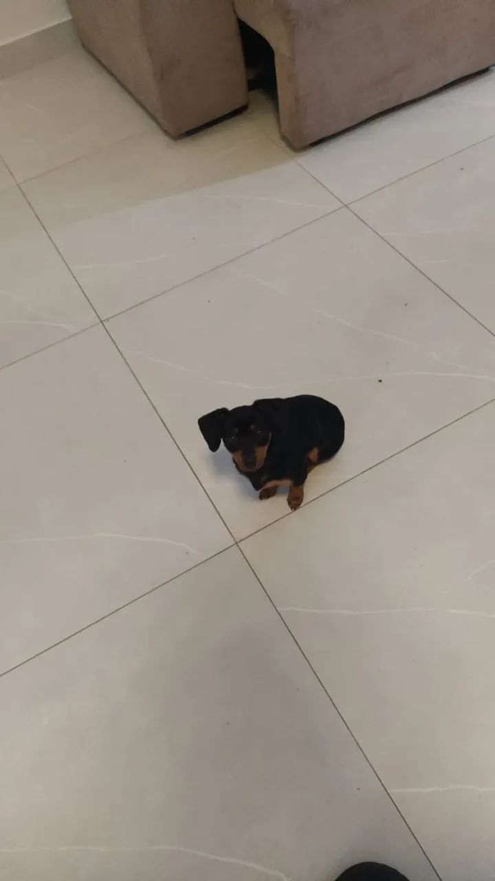 Vende-se pinscher *