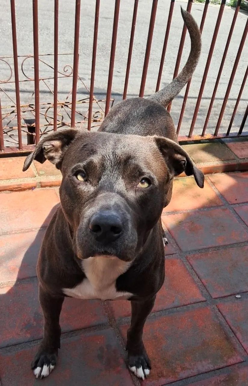 Doação Pitbull São Paulo - Foto 5