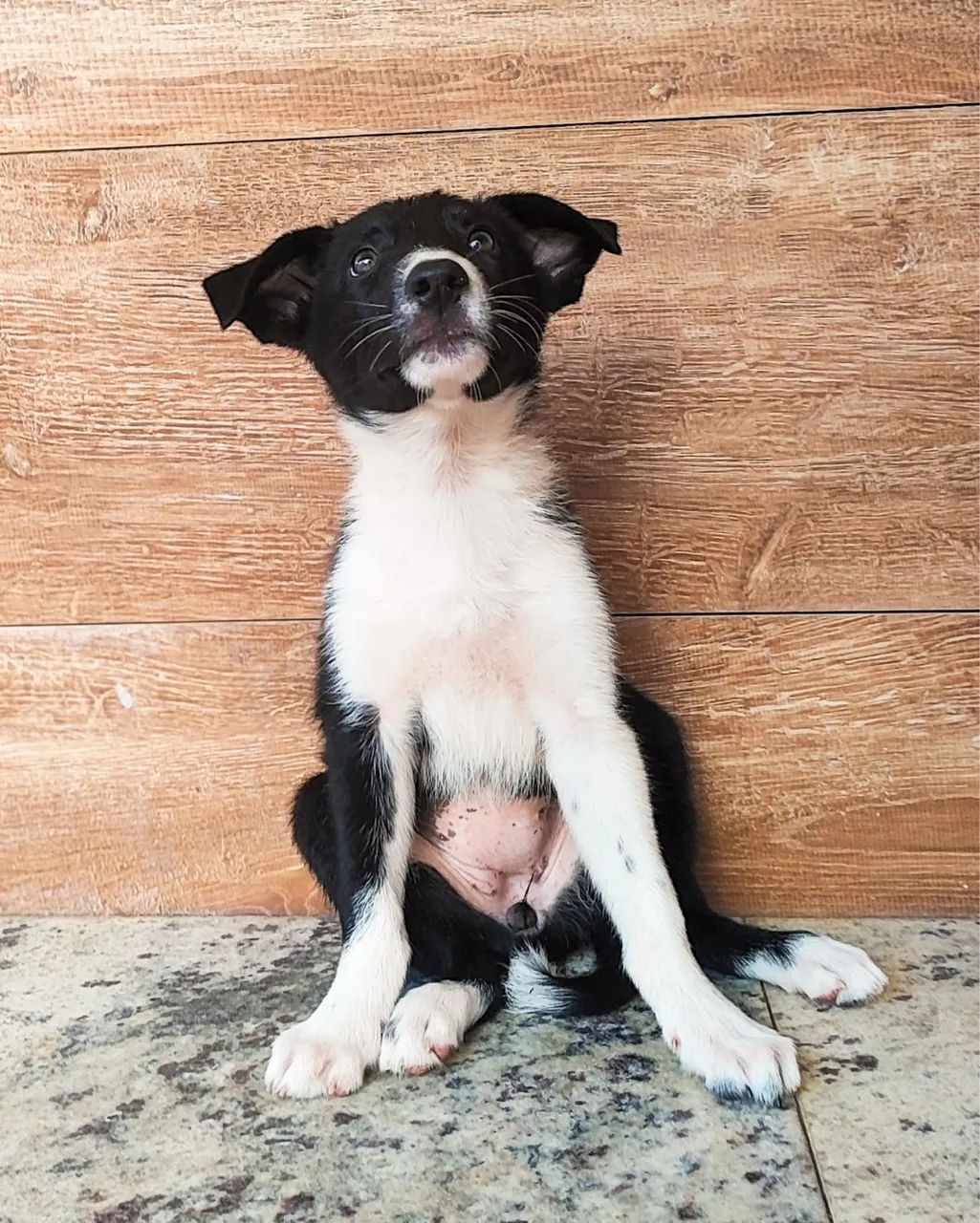 Filhotes de Border Collie - Foto 4
