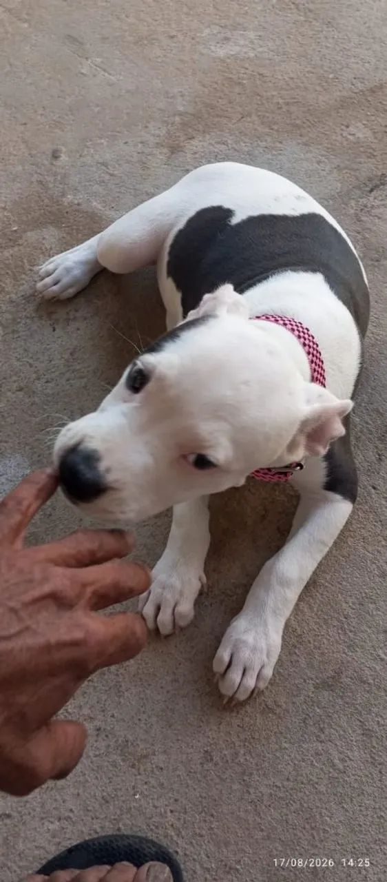 Filhote de Pitbull   - Foto 4