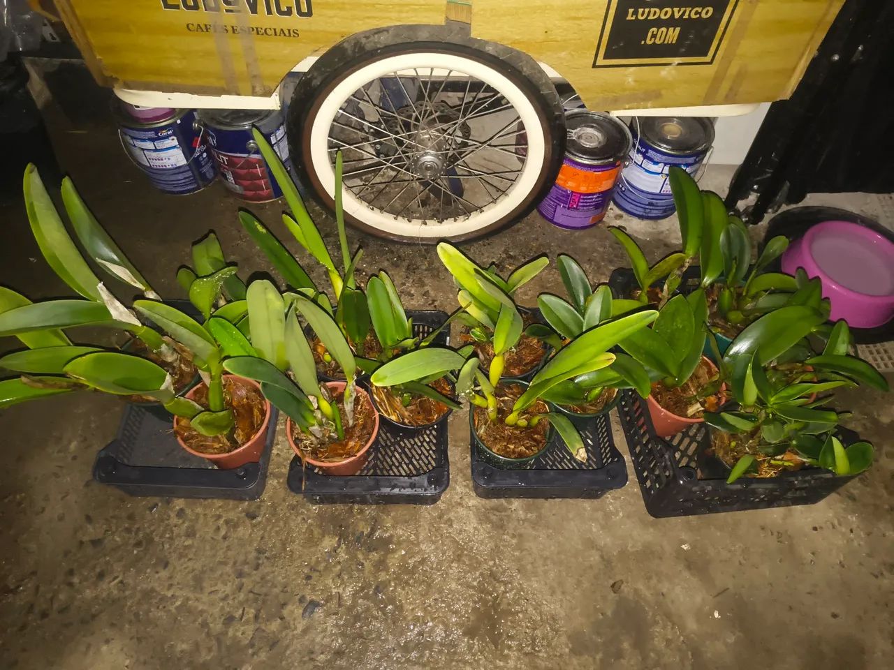 Orquídeas Cattleya  - Foto 2