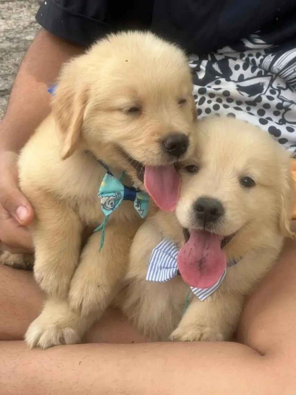 Golden retriever com pedigree  - Foto 4