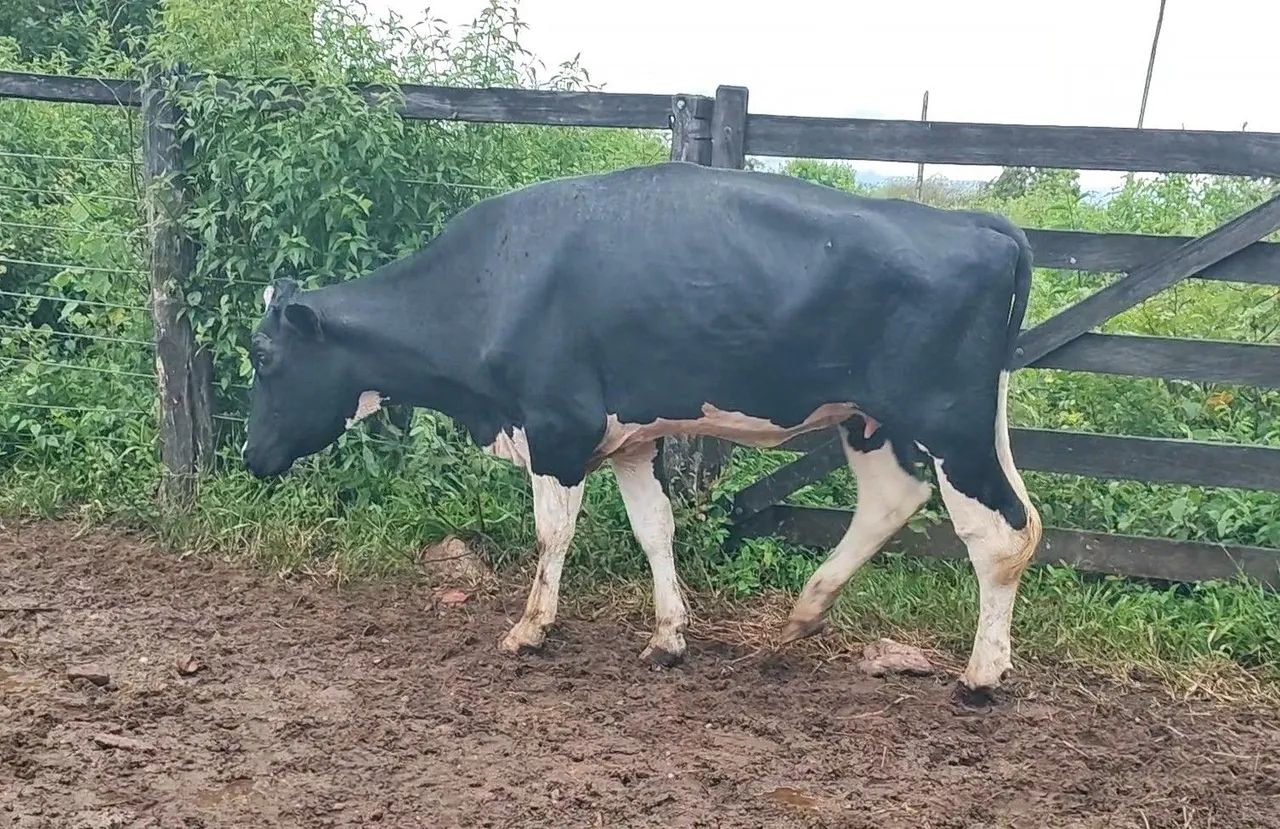 Novilha Cruzada (Pirenópolis)