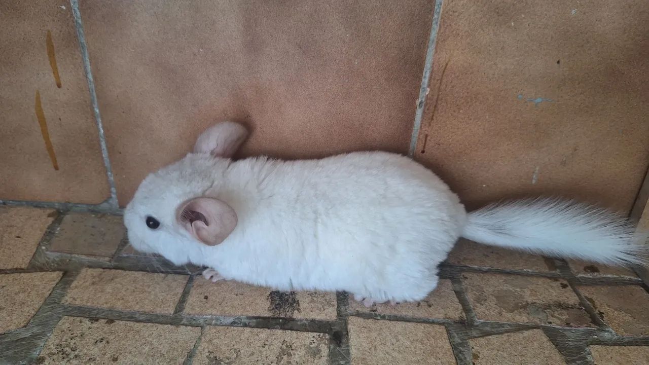 Chinchila  - Foto 5