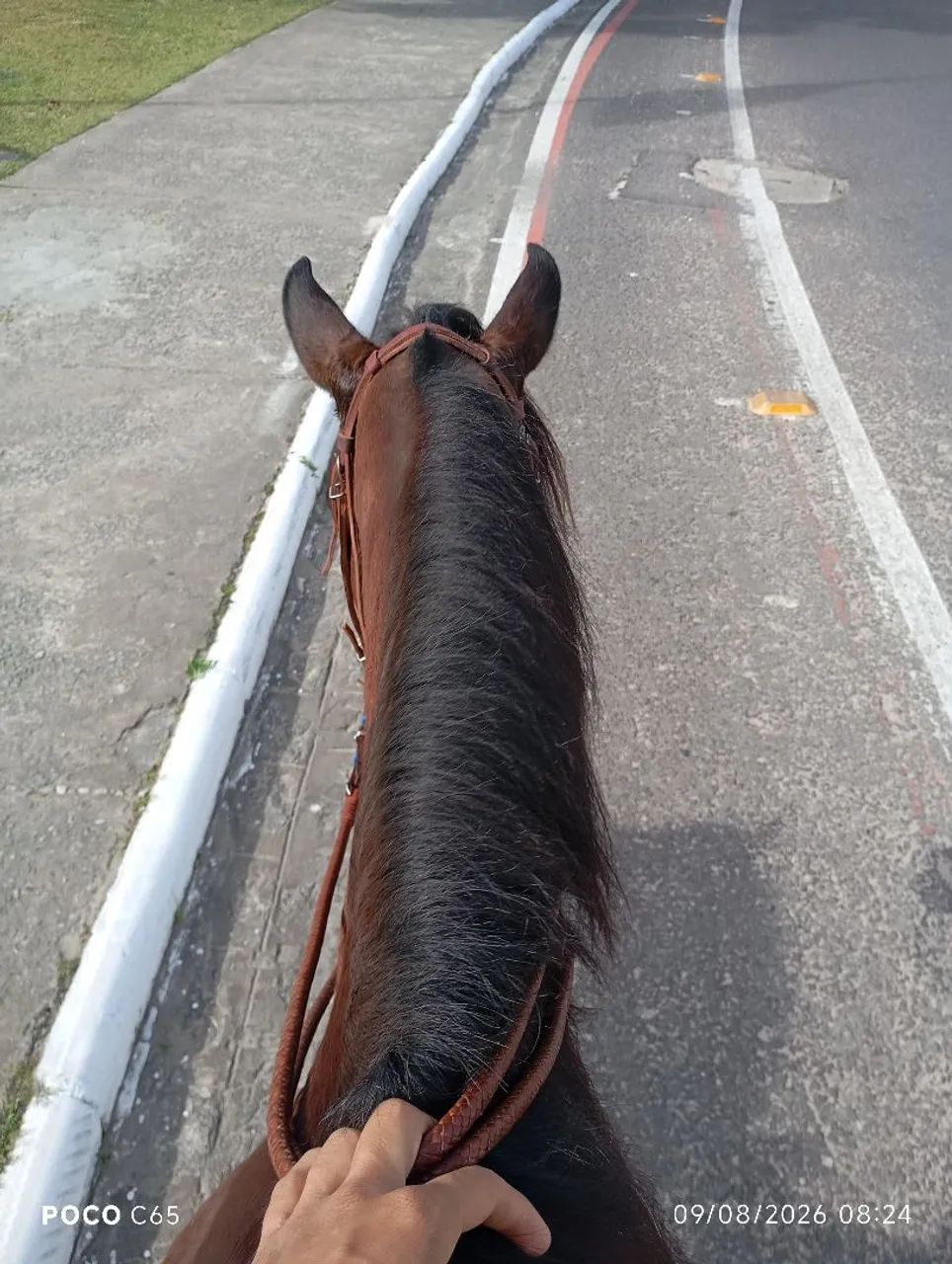 Vende-se essa égua de montada  - Foto 5