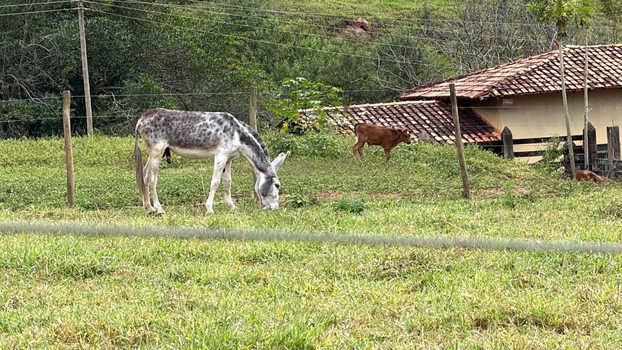Trabalhador rural  - Foto 3
