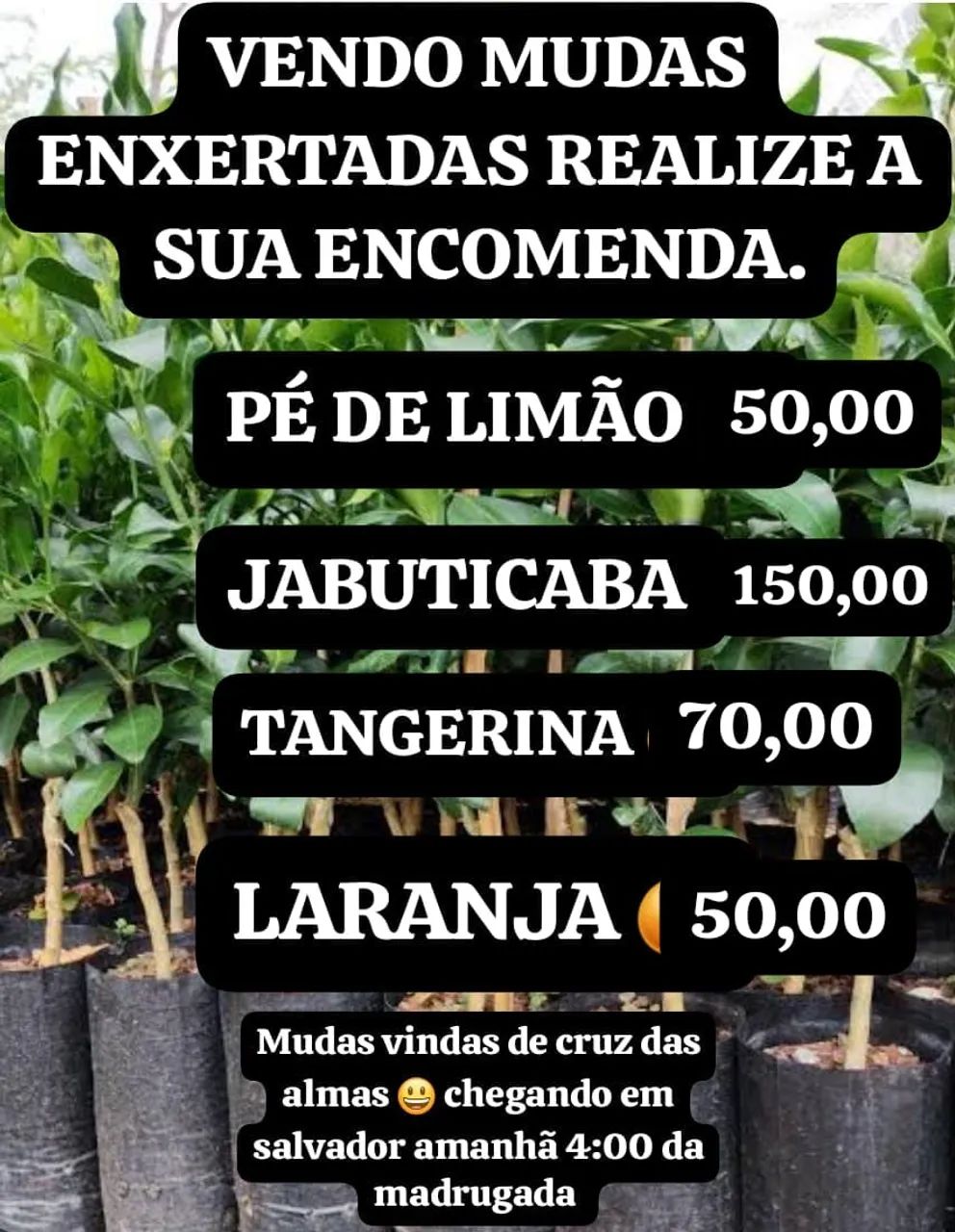 Muda ENXERTADA