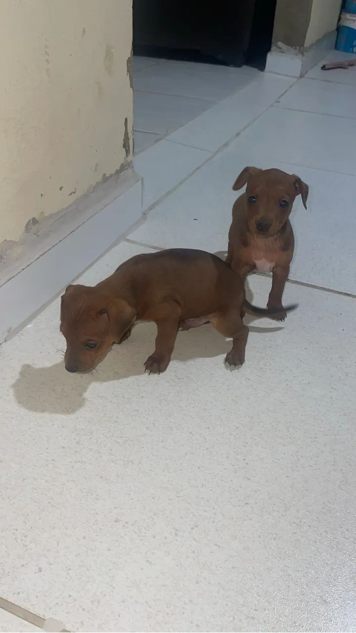 Filhote de Pinscher 1  - Foto 2