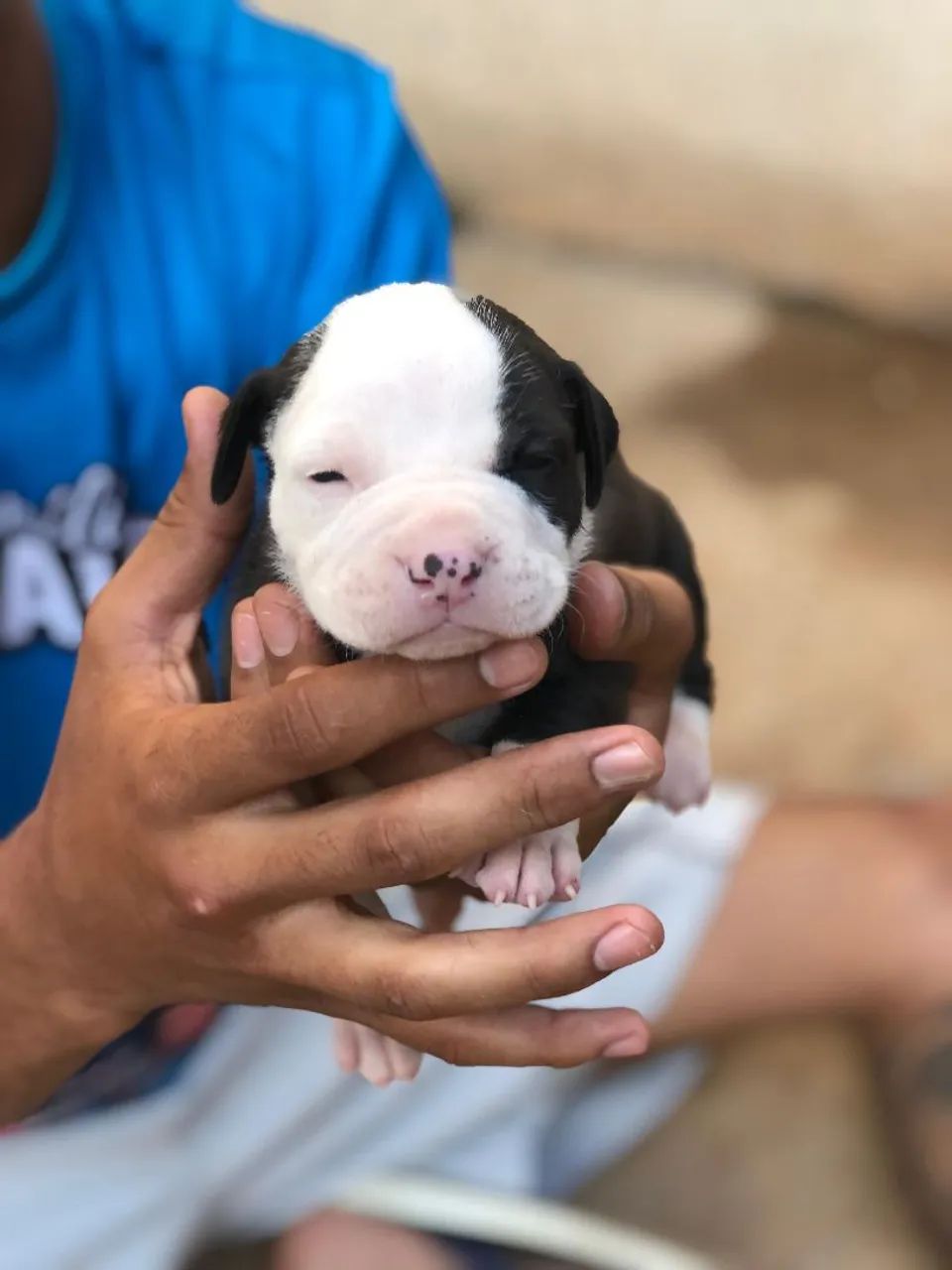 Filhotes de Pitbull