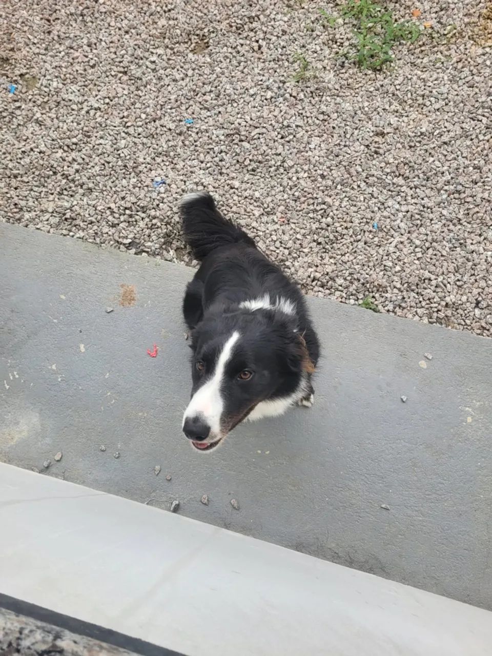 Doação border Collie  - Foto 2