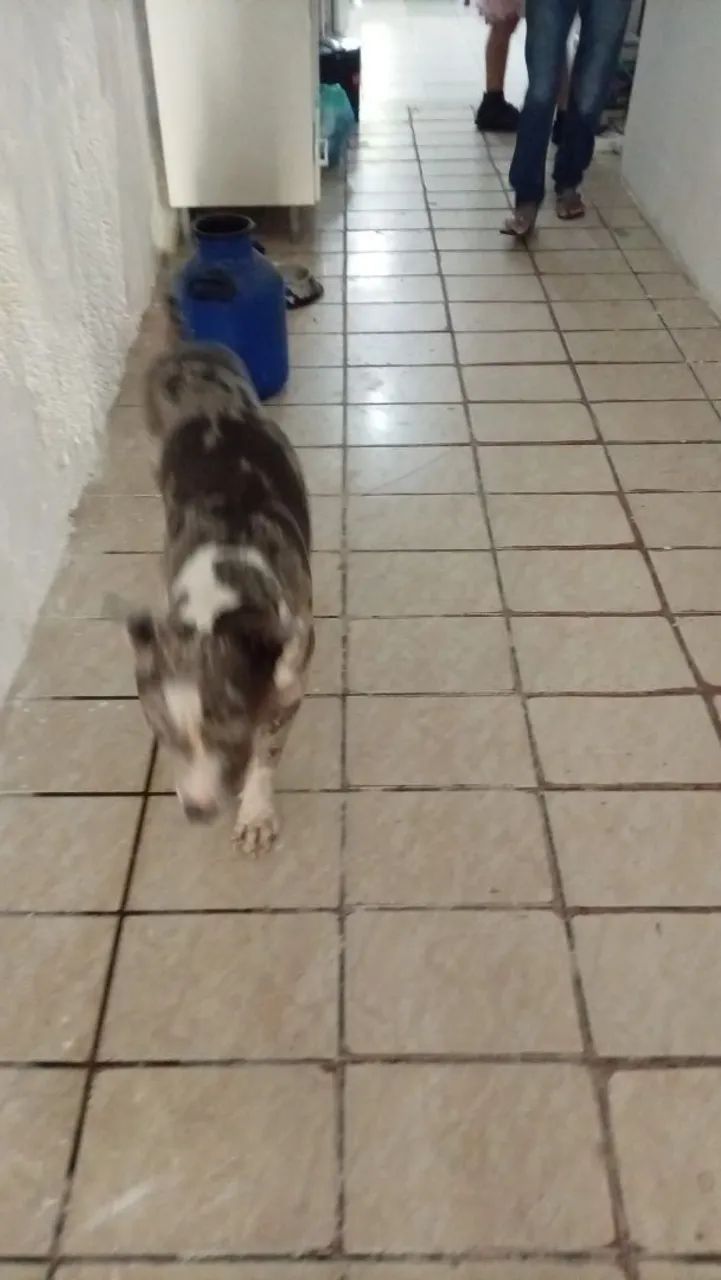 Filhote de American bully - Foto 5