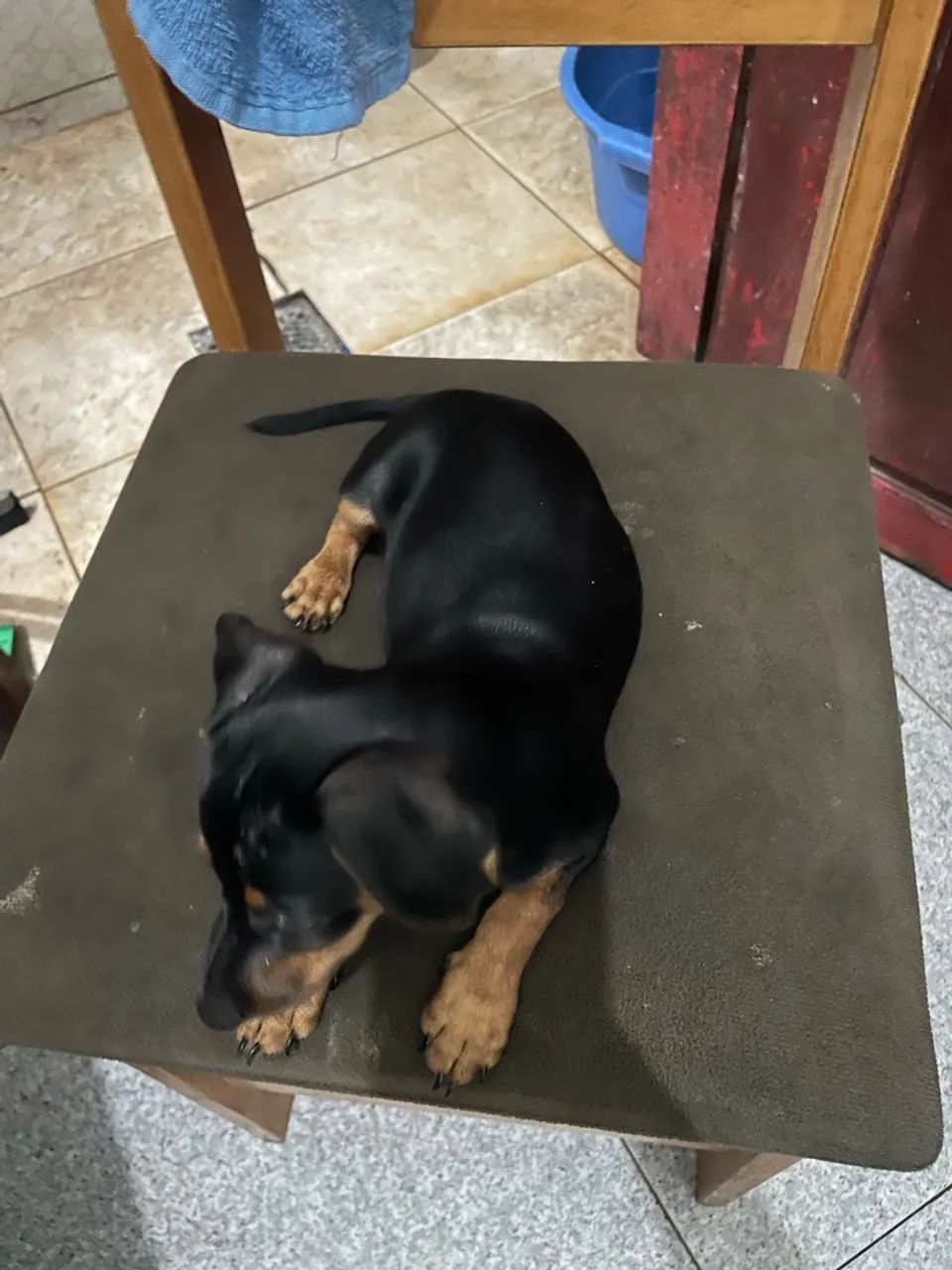 Cachorro PINSCHER  - Foto 2