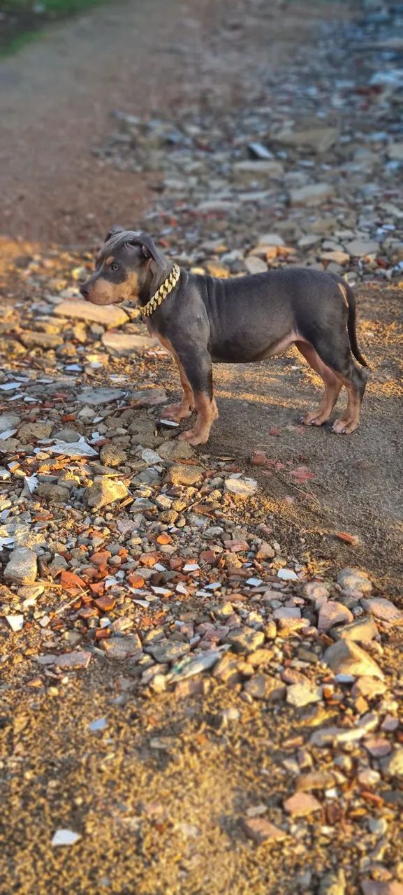 Filhote Monster TriBlue Fêmea  - Foto 3