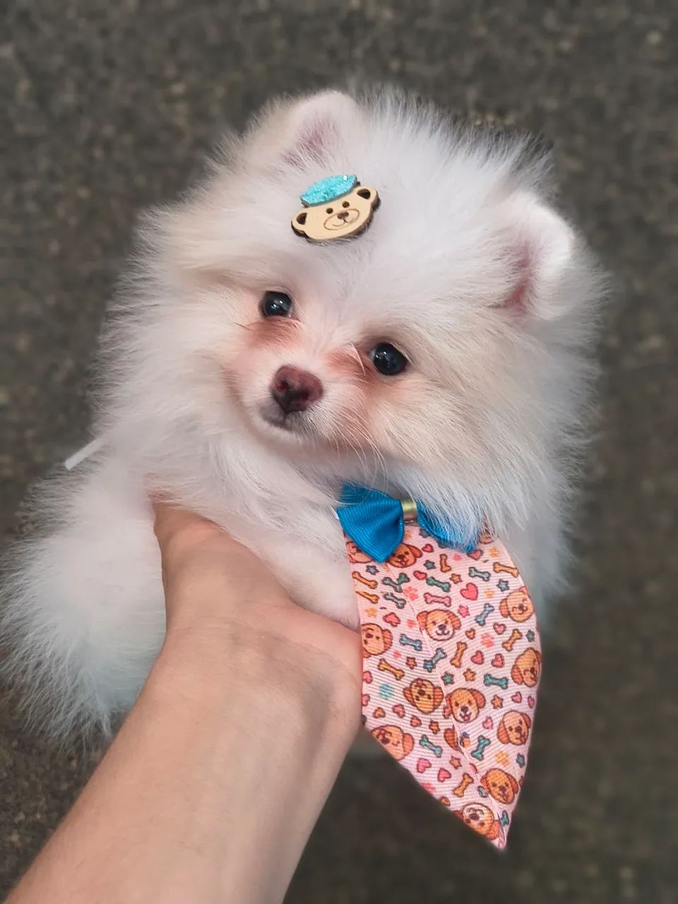 Spitz alemão anãozinho 