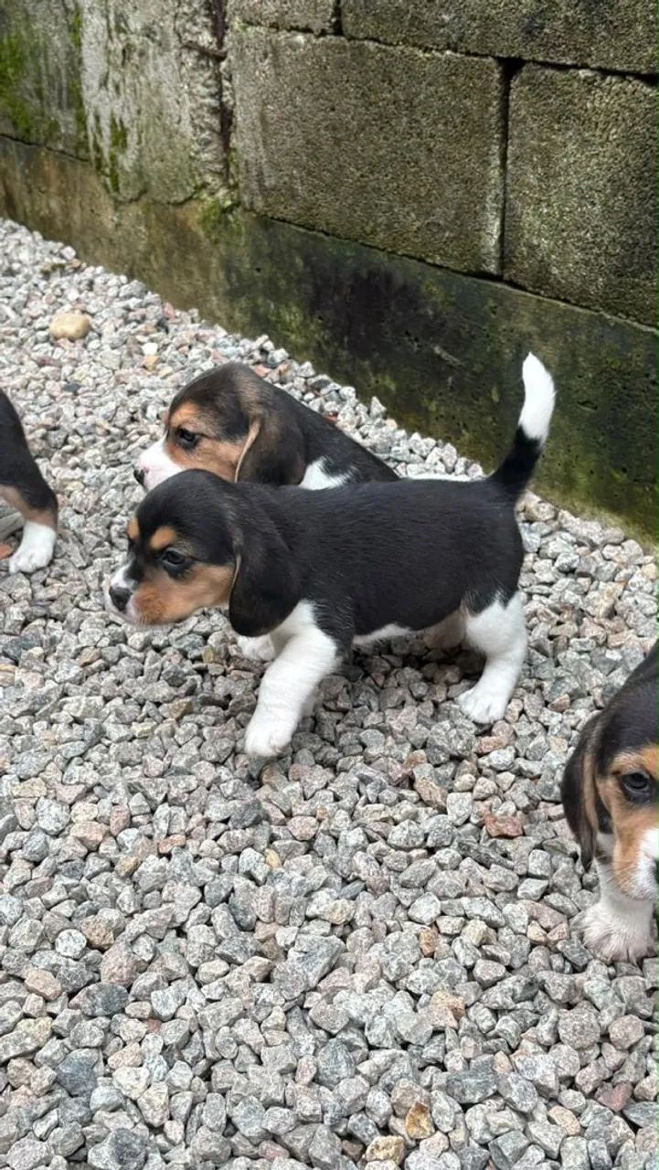 Beagle filhote - Foto 2