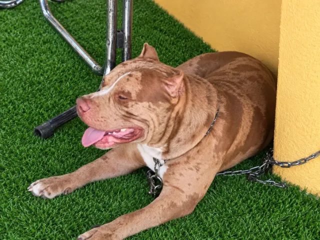 Cachorro  - Foto 2