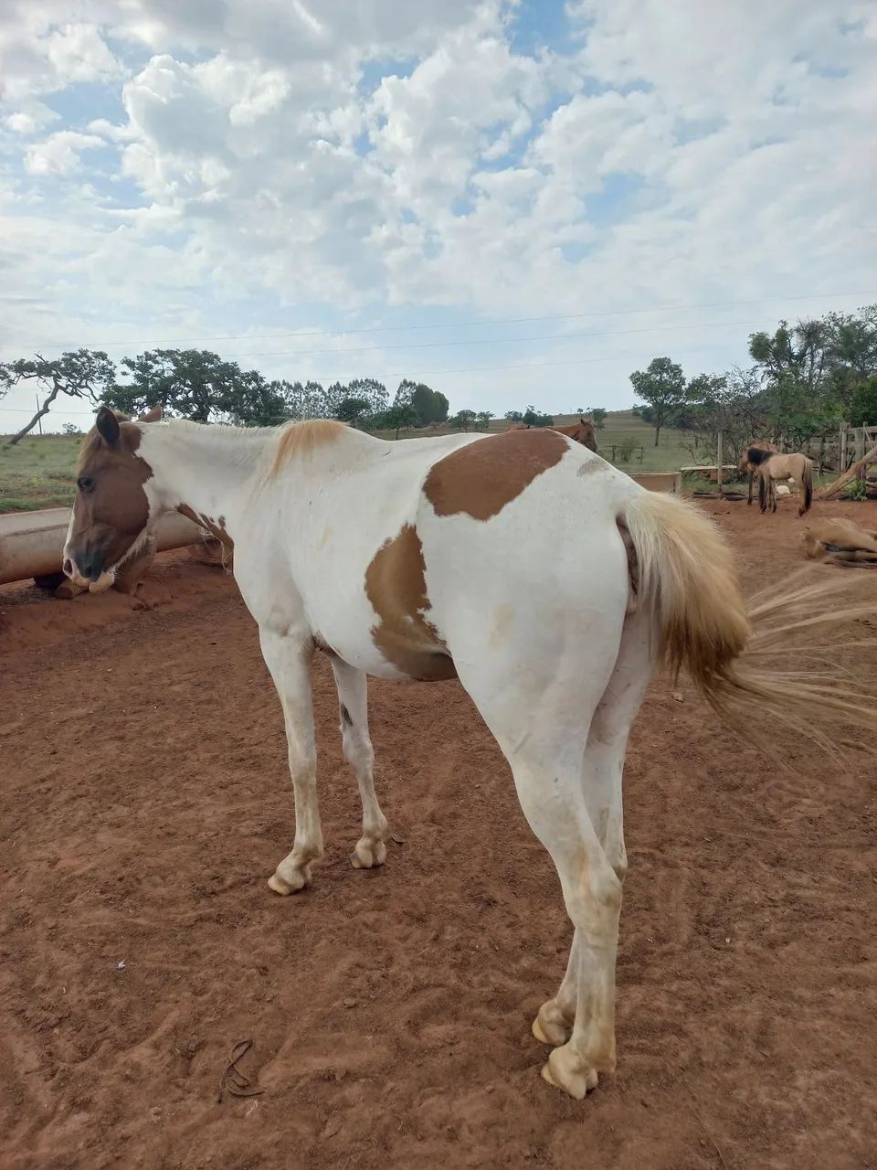Potra Paint Horse  - Foto 3